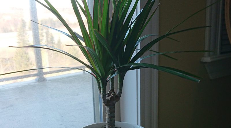 giveaway dracaena indoor plant